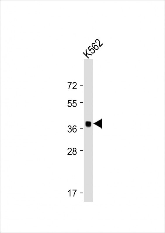 YOD1 Antibody in Western Blot (WB)