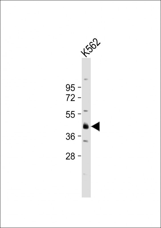 YOD1 Antibody in Western Blot (WB)