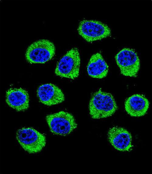 CNIH2 Antibody in Immunocytochemistry (ICC/IF)