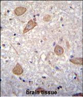 CNIH2 Antibody in Immunohistochemistry (Paraffin) (IHC (P))