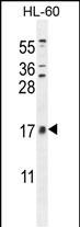 CNIH2 Antibody in Western Blot (WB)