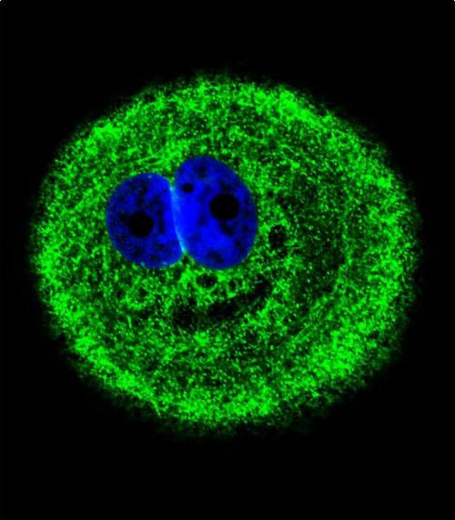 MYO6 Antibody in Immunocytochemistry (ICC/IF)