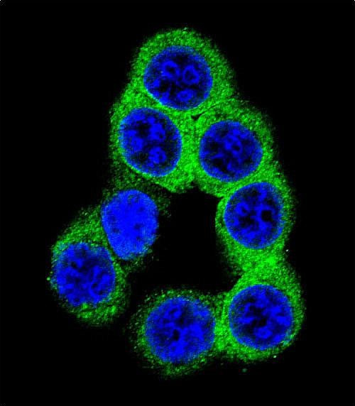 Ephrin B2 Antibody in Immunocytochemistry (ICC/IF)