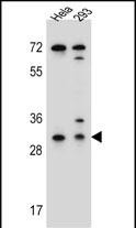 Ephrin B2 Antibody in Western Blot (WB)