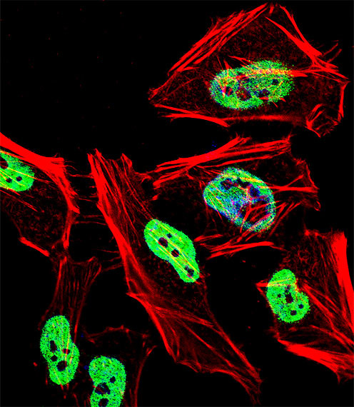 TRIM28 Antibody in Immunocytochemistry (ICC/IF)