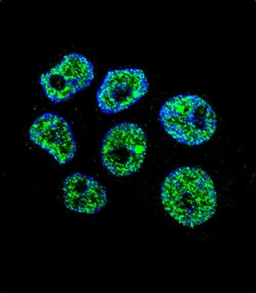 WDR42C Antibody in Immunocytochemistry (ICC/IF)