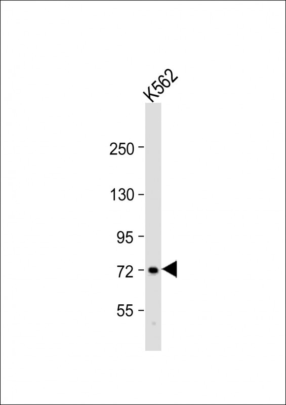 WDR42C Antibody in Western Blot (WB)