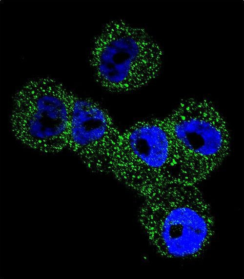 Maspin Antibody in Immunocytochemistry (ICC/IF)