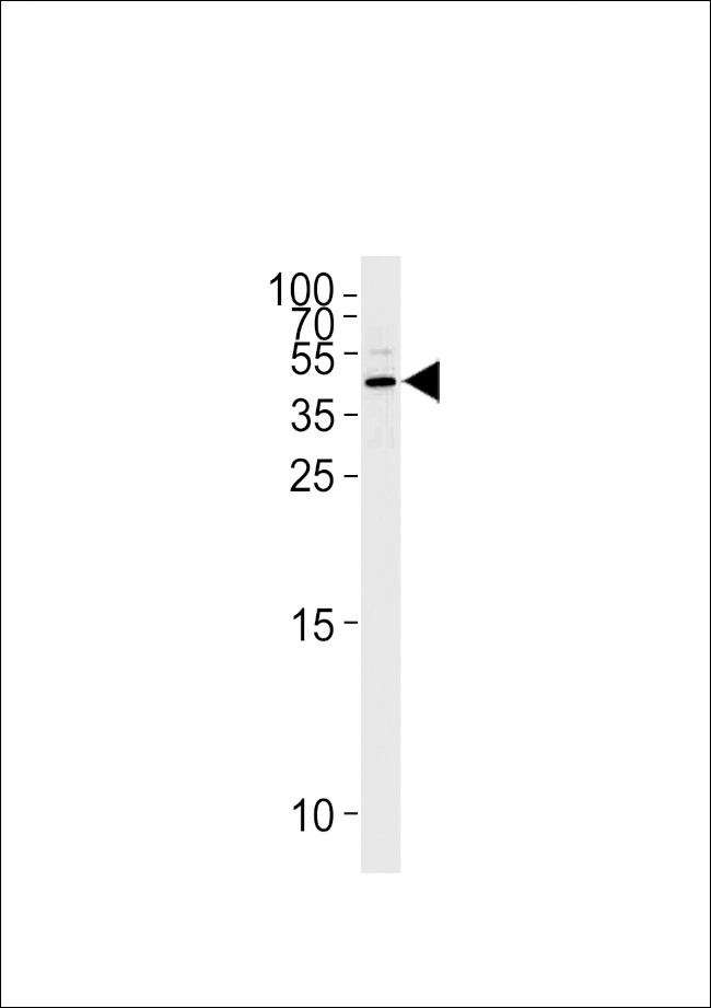 Maspin Antibody in Western Blot (WB)