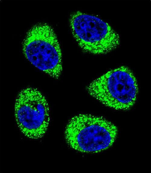 SLC25A6 Antibody in Immunocytochemistry (ICC/IF)