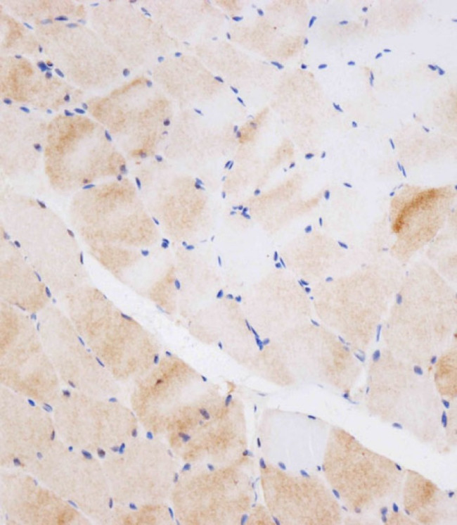 NEU2 Antibody in Immunohistochemistry (Paraffin) (IHC (P))