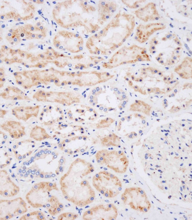 NEU2 Antibody in Immunohistochemistry (Paraffin) (IHC (P))