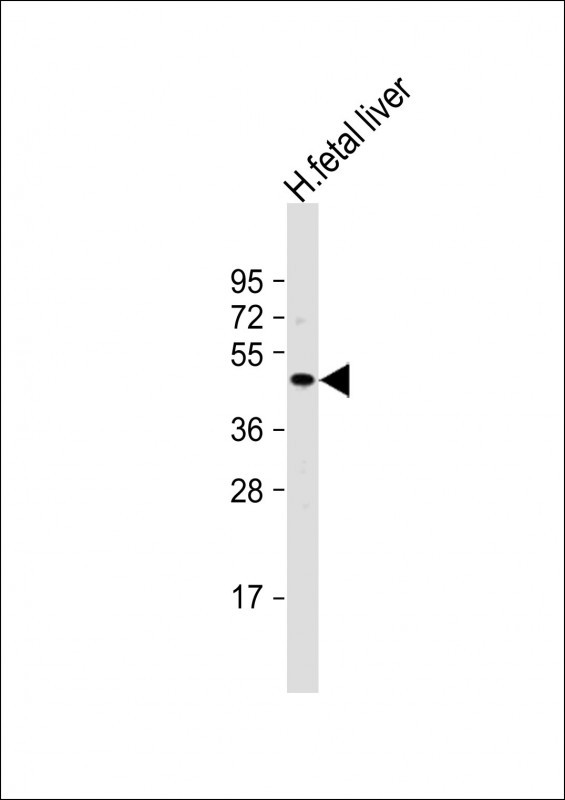 NEU2 Antibody in Western Blot (WB)