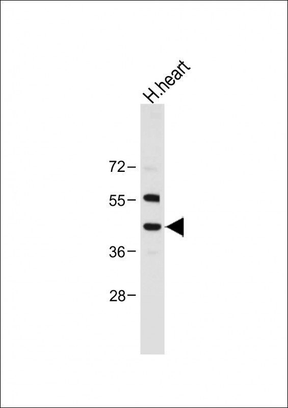 NEU2 Antibody in Western Blot (WB)