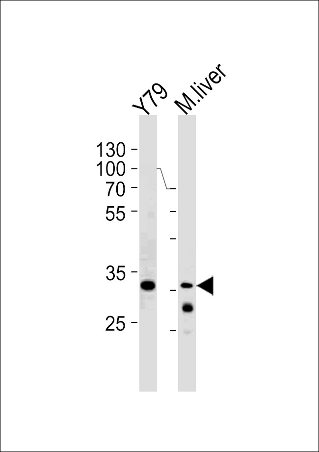 ZONAB Antibody in Western Blot (WB)