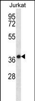 HSPBP1 Antibody in Western Blot (WB)