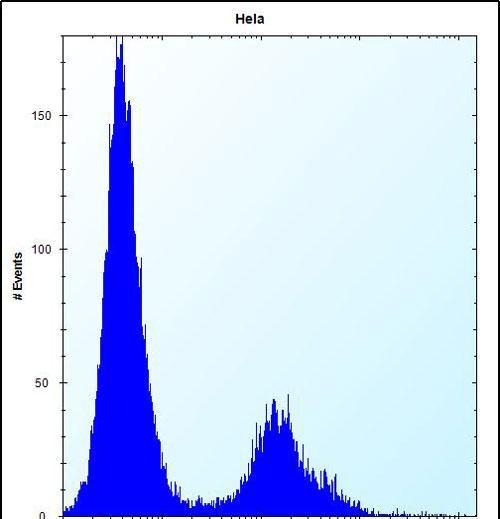 VDR Antibody in Flow Cytometry (Flow)