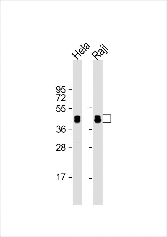 hnRNP D Antibody in Western Blot (WB)