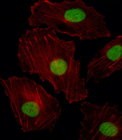 ISL2 Antibody in Immunocytochemistry (ICC/IF)