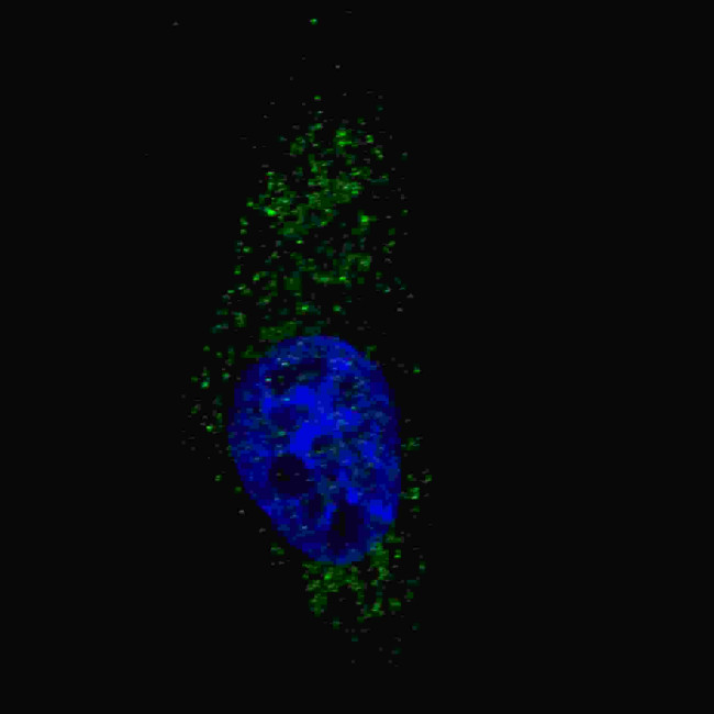 LC3A Antibody in Immunocytochemistry (ICC/IF)