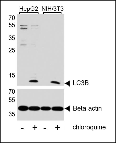 LC3B Antibody in Western Blot (WB)