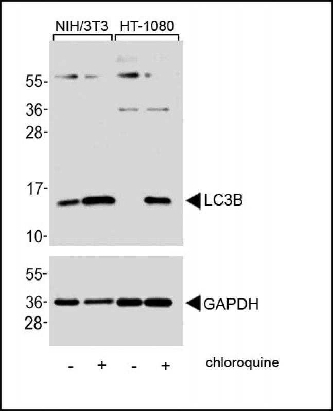 LC3B Antibody in Western Blot (WB)