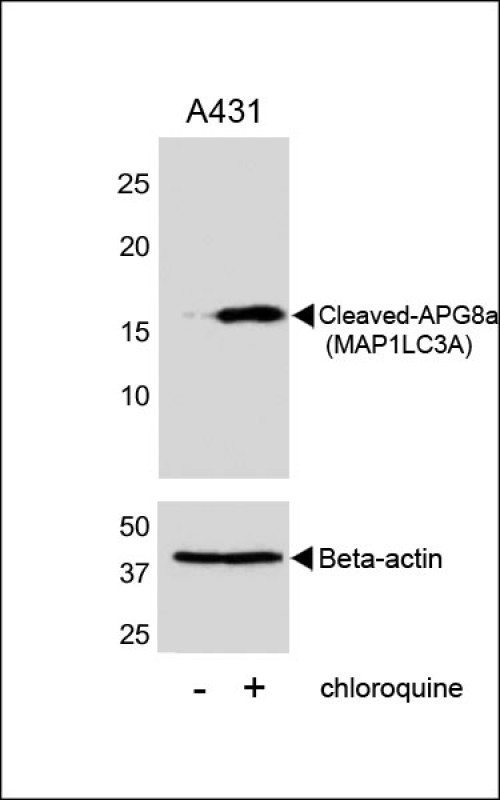 LC3A (Cleaved Gly120) Antibody in Western Blot (WB)