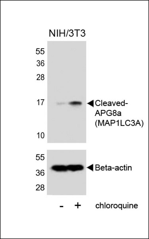 LC3A (Cleaved Gly120) Antibody in Western Blot (WB)