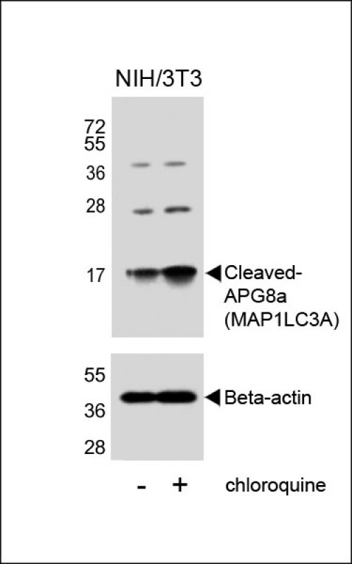 LC3A (Cleaved Gly120) Antibody in Western Blot (WB)