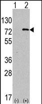 ATG7 Antibody in Western Blot (WB)