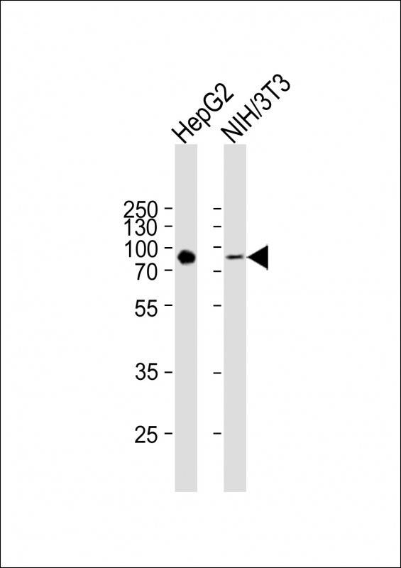 ATG7 Antibody in Western Blot (WB)