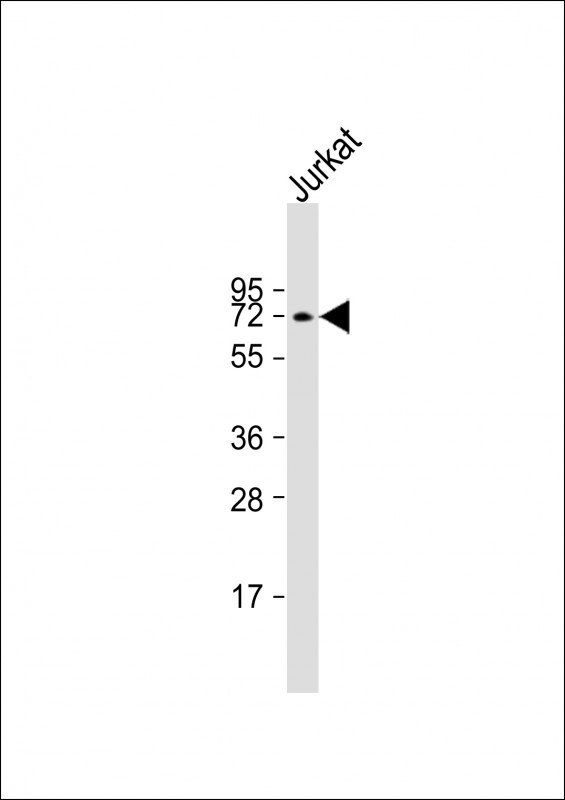 ATG16L1 Antibody in Western Blot (WB)