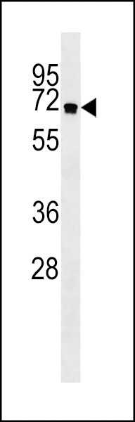 ATG16L1 Antibody in Western Blot (WB)