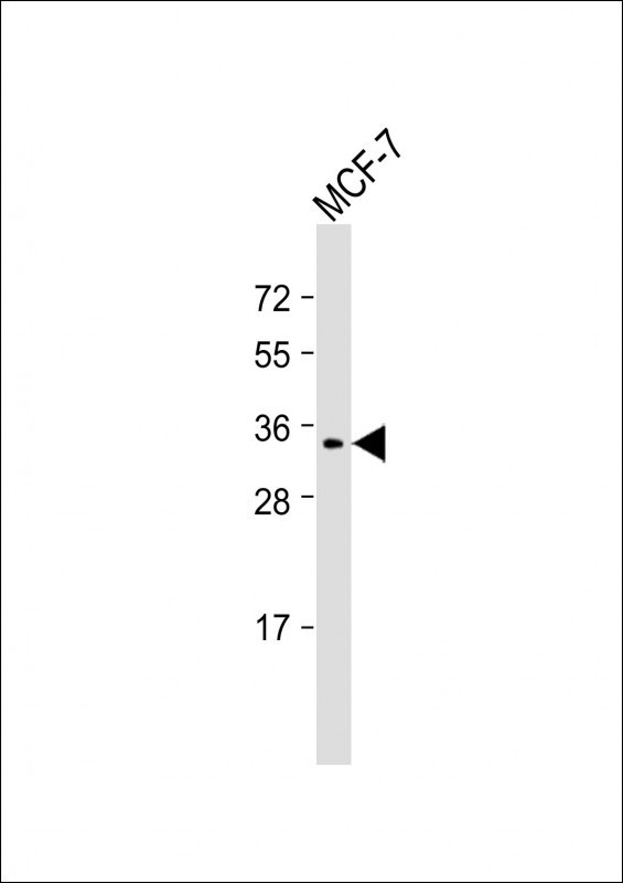 MEOX2 Antibody in Western Blot (WB)