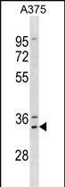 MSX1 Antibody in Western Blot (WB)