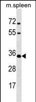 MSX1 Antibody in Western Blot (WB)