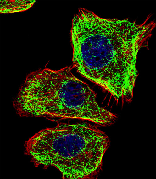 DMRTA2 Antibody in Immunocytochemistry (ICC/IF)