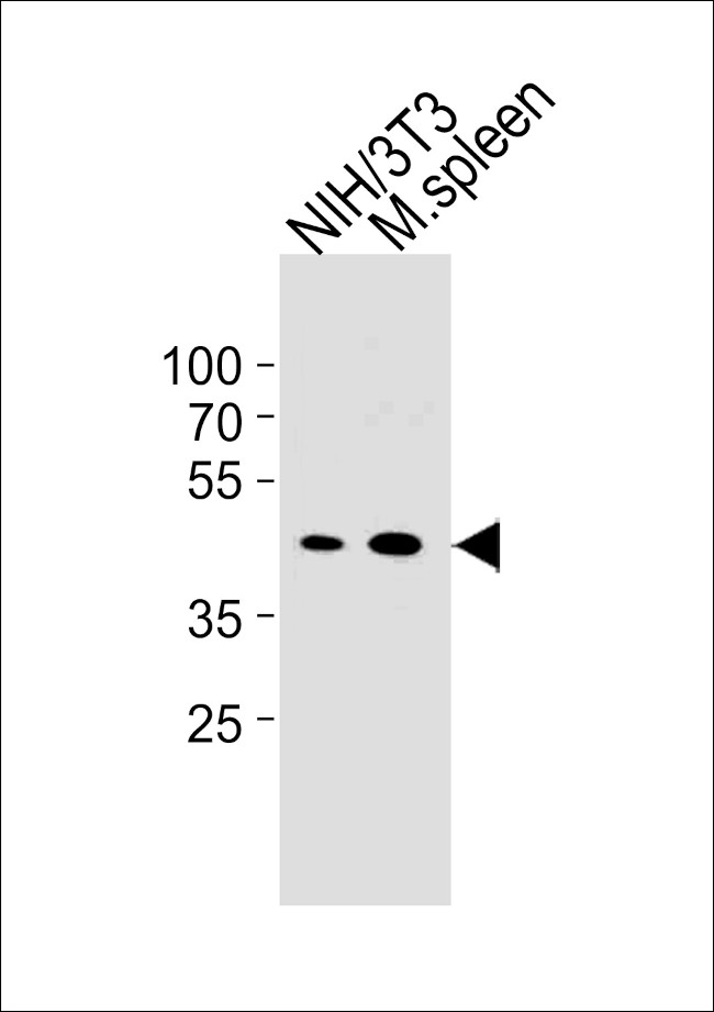 Cyclin B1 Antibody in Western Blot (WB)