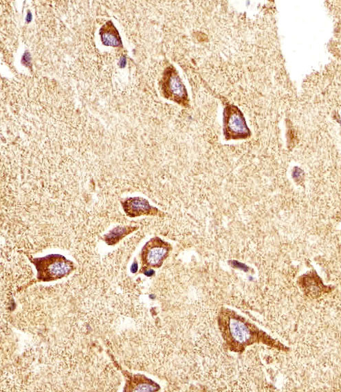 PTGER4 Antibody in Immunohistochemistry (Paraffin) (IHC (P))