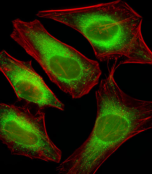 USP51 Antibody in Immunocytochemistry (ICC/IF)