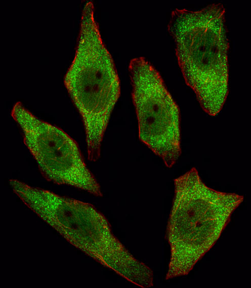 APRT Antibody in Immunocytochemistry (ICC/IF)