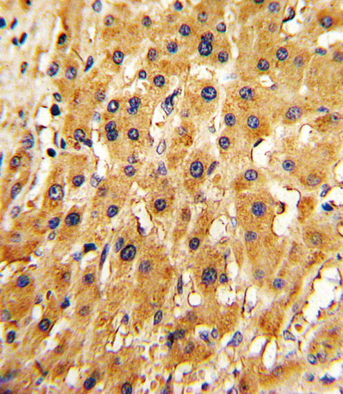 APRT Antibody in Immunohistochemistry (Paraffin) (IHC (P))