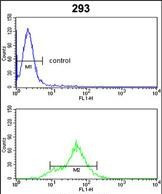 DDAH1 Antibody in Flow Cytometry (Flow)