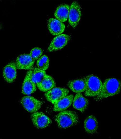 CD46 Antibody in Immunocytochemistry (ICC/IF)