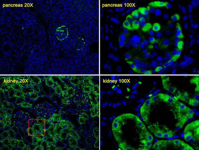 Transthyretin Antibody in Immunohistochemistry (Paraffin) (IHC (P))