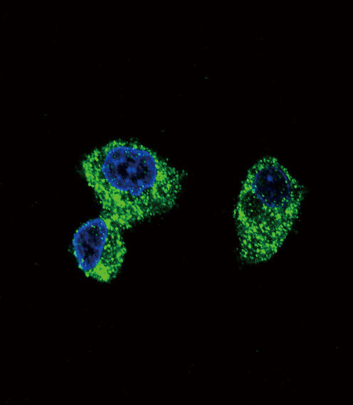 PIGR Antibody in Immunocytochemistry (ICC/IF)