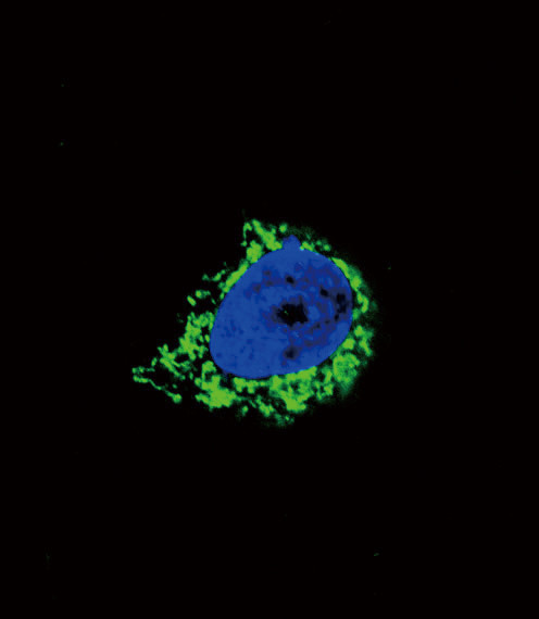 IGFBP2 Antibody in Immunocytochemistry (ICC/IF)