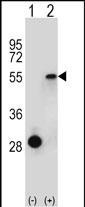 ESRRA Antibody in Western Blot (WB)