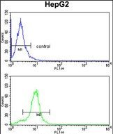 CYP2E1 Antibody in Flow Cytometry (Flow)