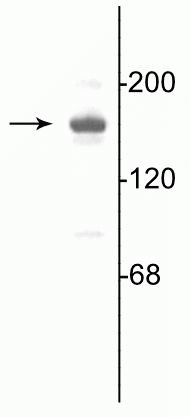 NMDAR2A Antibody in Western Blot (WB)